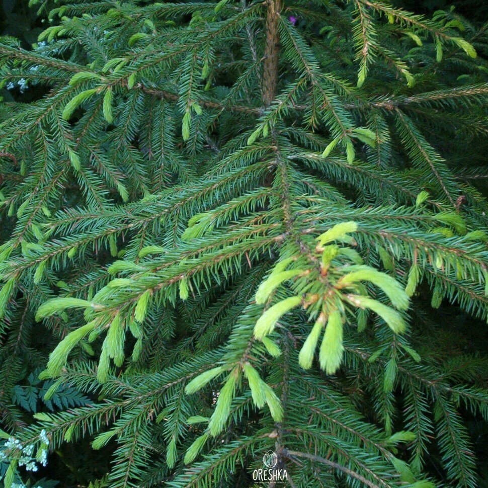 Ель корейская (Picea koraiensis)