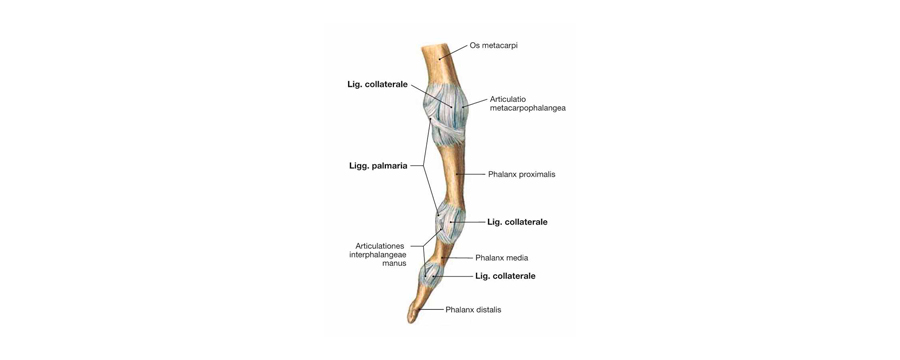 Анатомия коленного сустава (МРТ) ‒ атлас анатомии человека в срезах