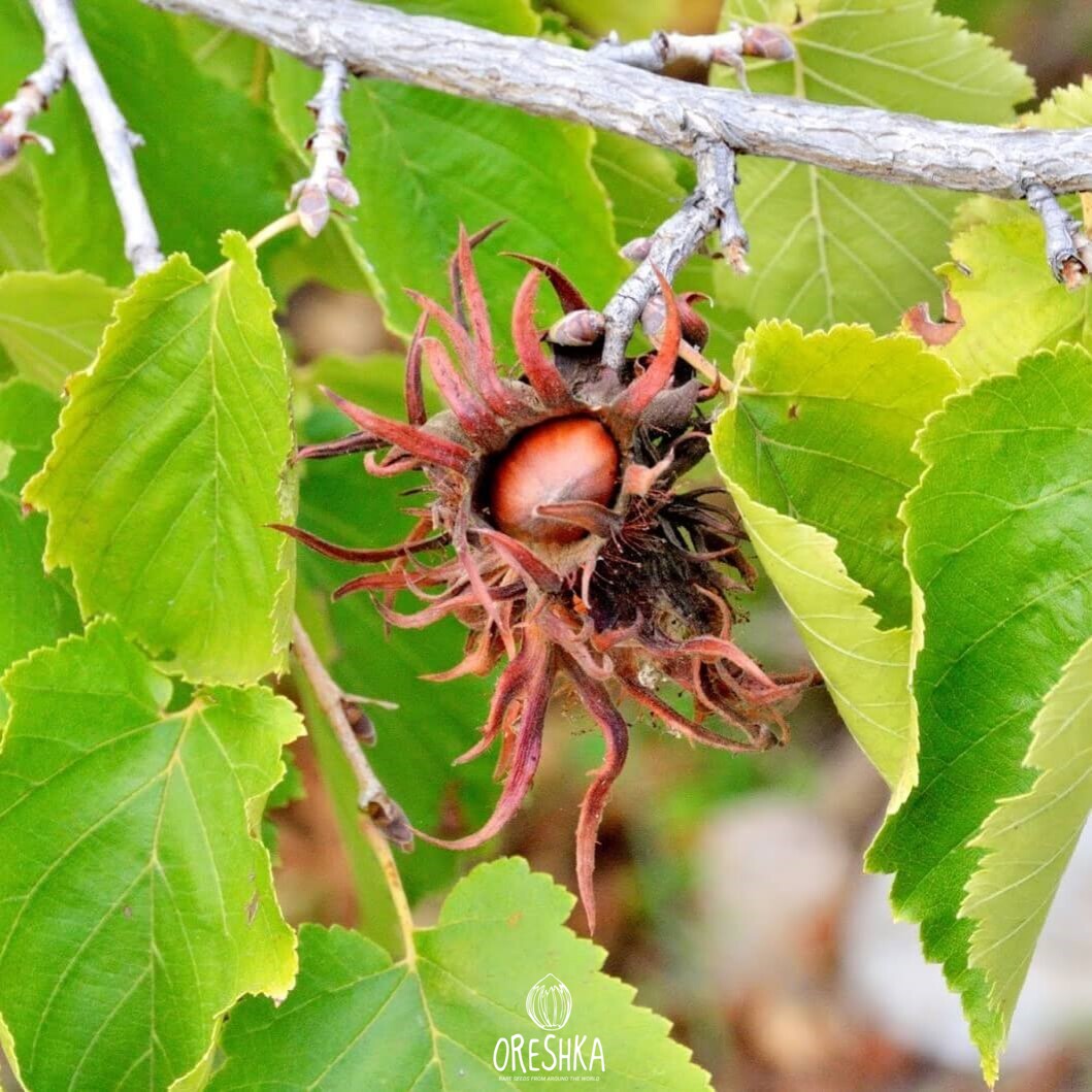 Лещина виды. Орех Медвежий лещина древовидная. Медвежий орех (Corylus colurna). Лещина обыкновенная ареал. Corylus colurna лещина древовидная.