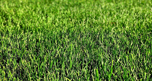 Гидропосев газона по всей России на любых участках с гарантией всхода травы