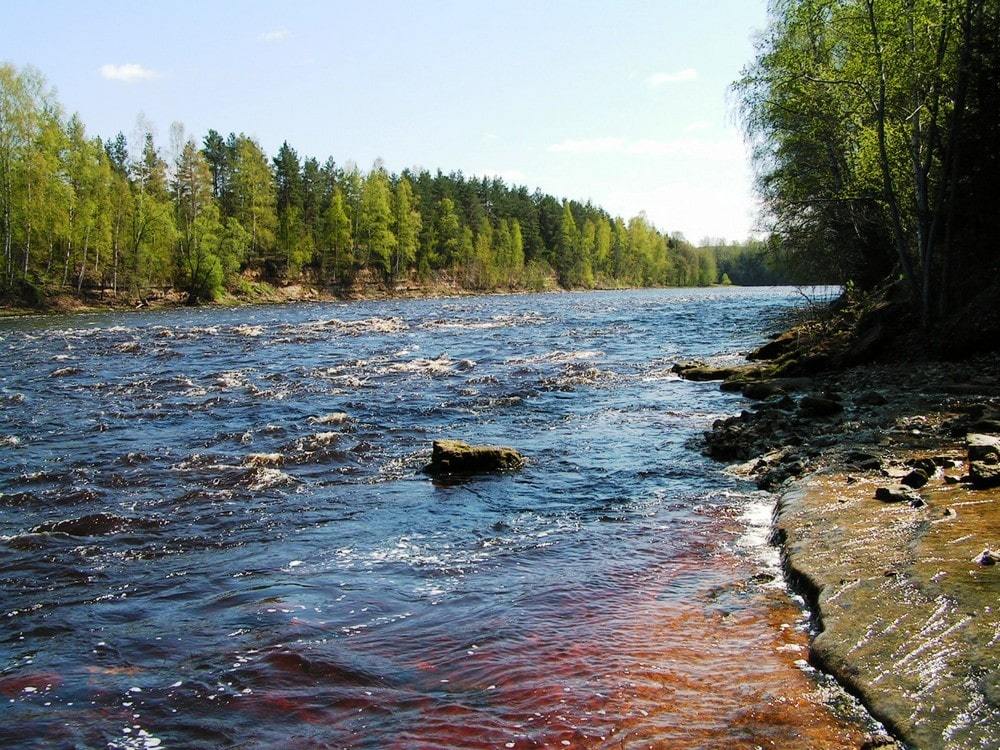 Река мста новгородская область фото