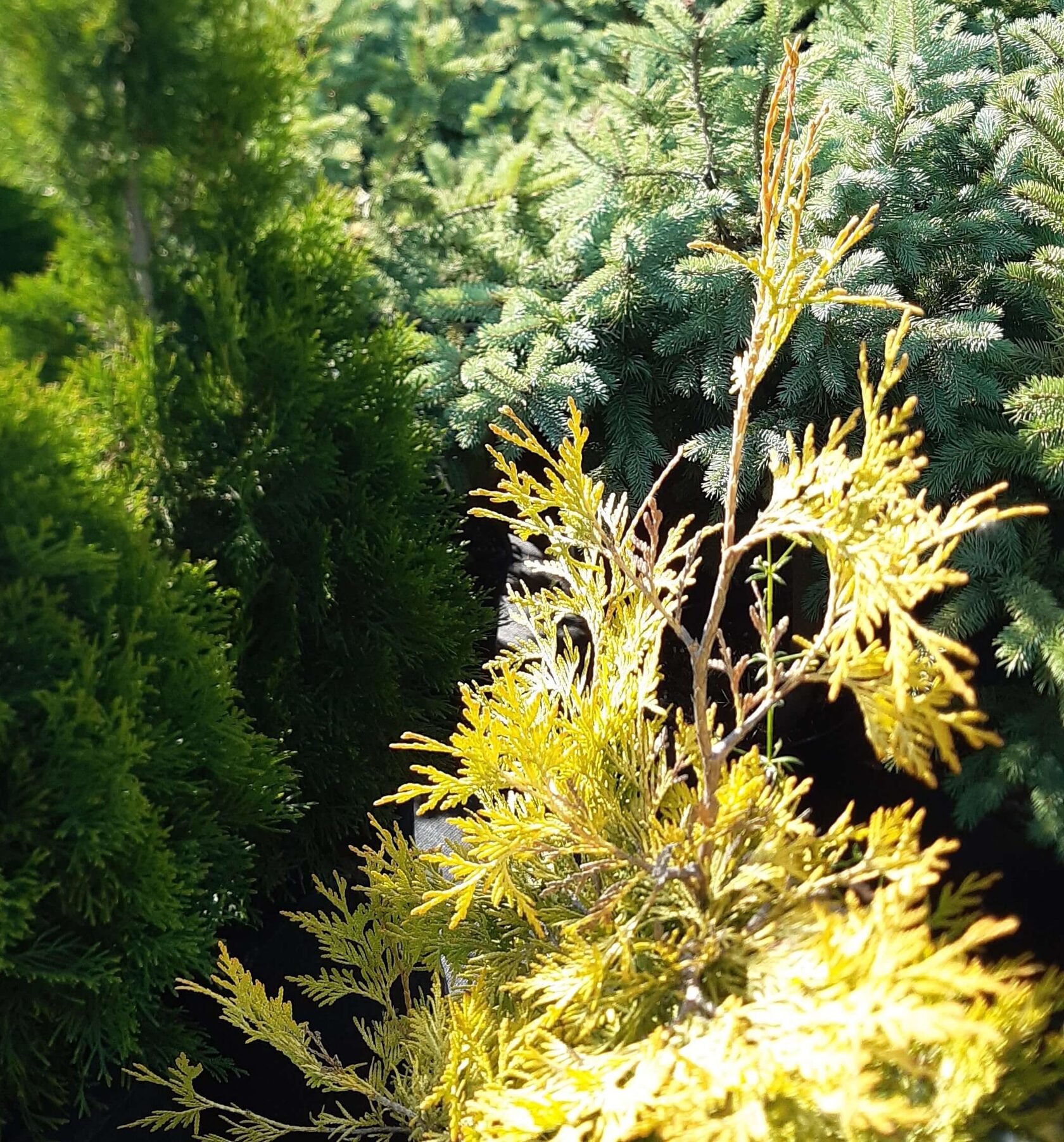 Купить саженцы хвойных растений для сада в садовом питомнике Garden Flora