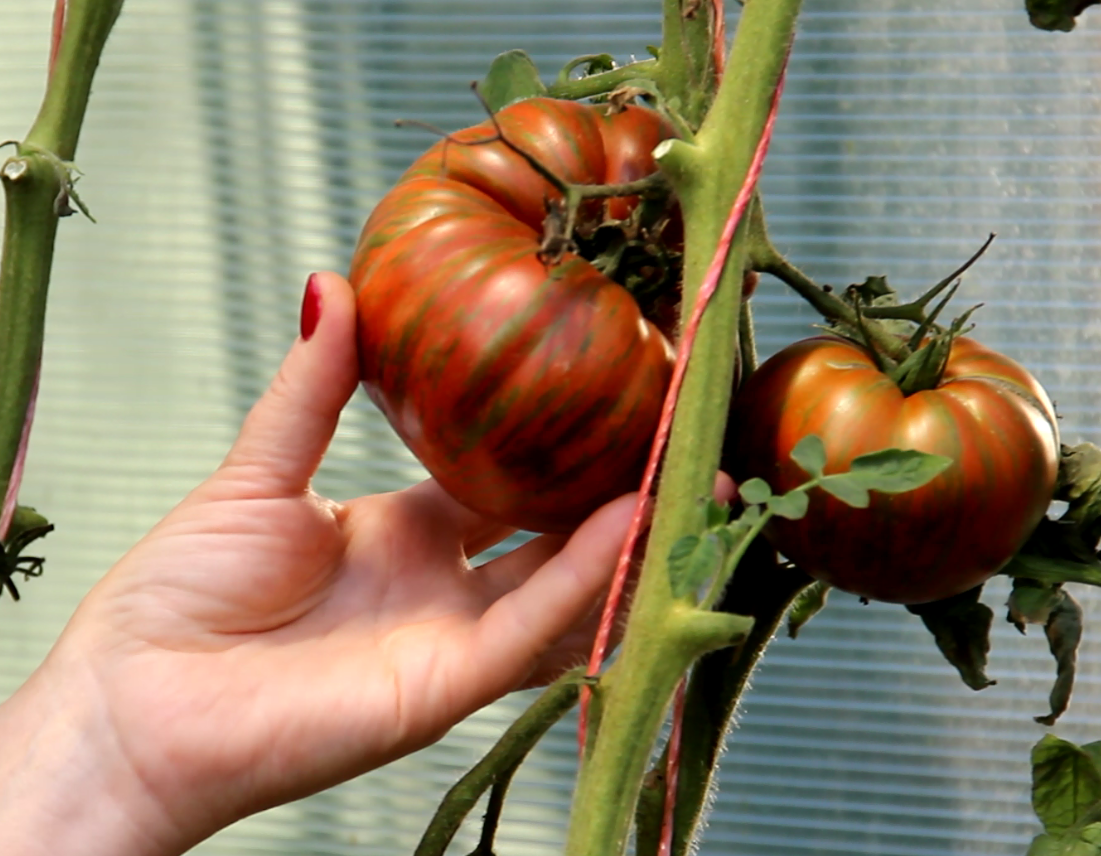 Добрый день, дорогие садоводы и огородники! Я очень люблю выращивать томаты. Каждый год высаживаю много разных новинок сортов и гибридов, примерно около ТРЁХСОТ корней.