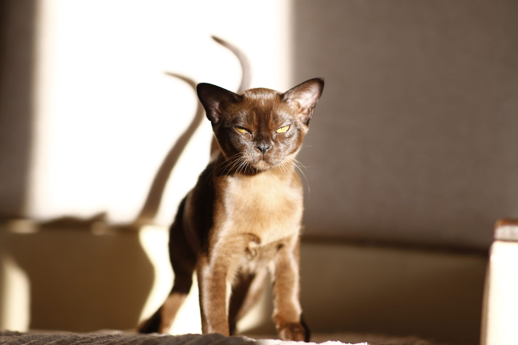 Бурма соболиного окраса Miyagi