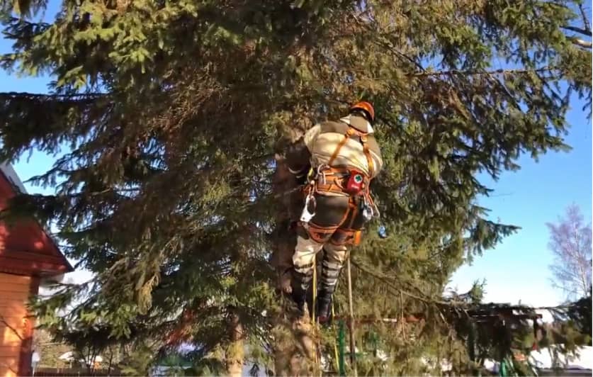 Спилить деревья, вырубить участок, удалить кусты быстро и недорого!