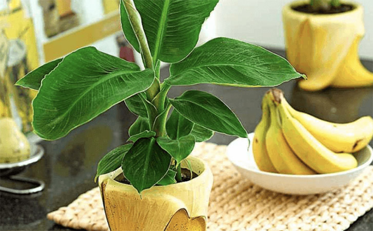 Как вырастить банан в домашних условиях: полезные советы и простые методы