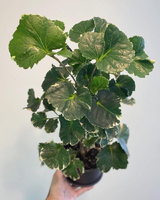 Potted plant on wooden shelf