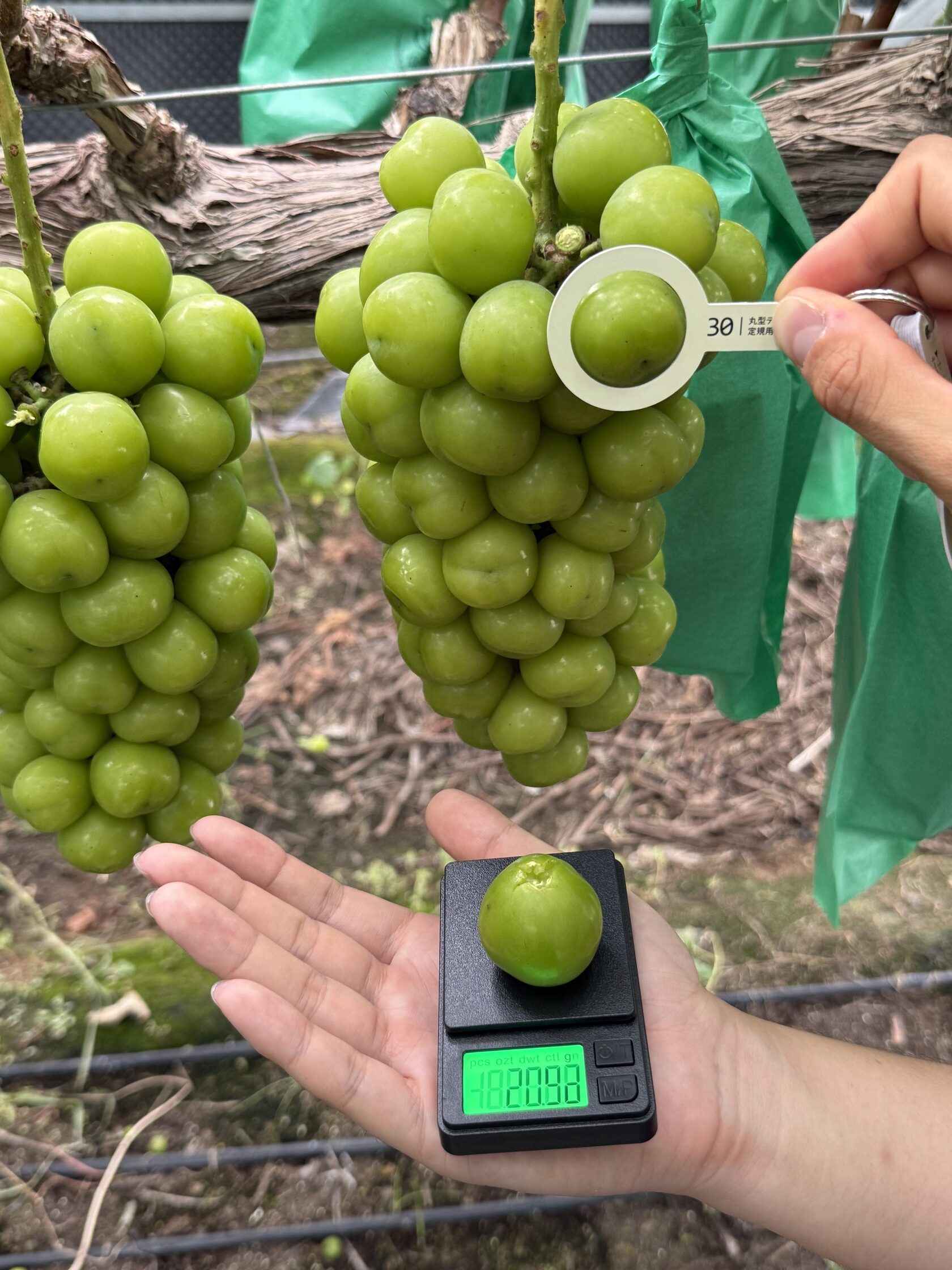 Grape calibre being measured on the vine