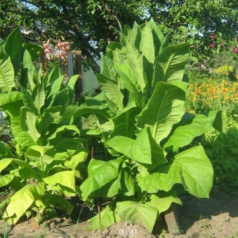 Tobacco Basma Jebel fresh seeds, Nicotiana tabacum