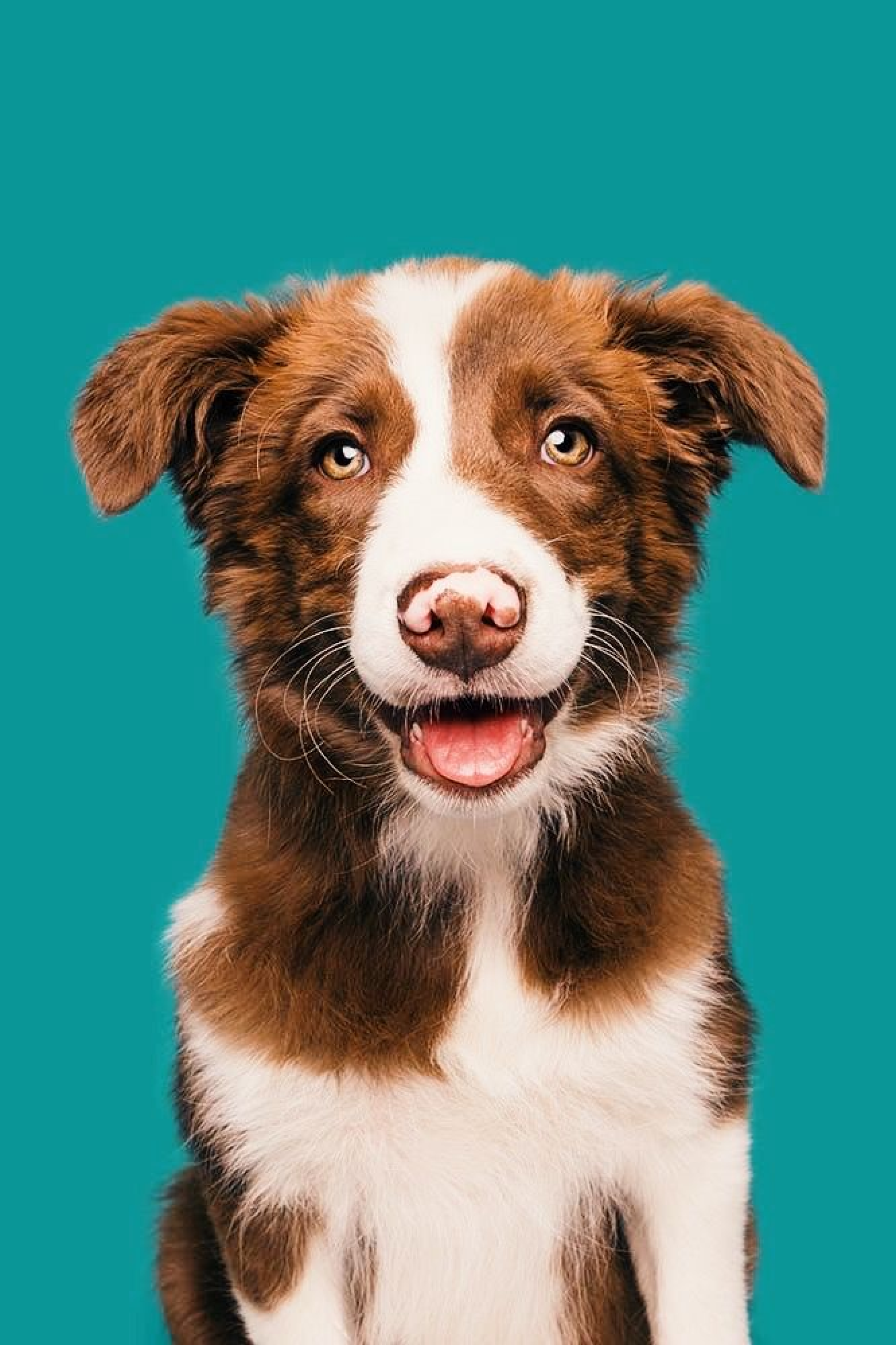 Стоматология для домашних животных, чистка зубов, удаление зубов ...