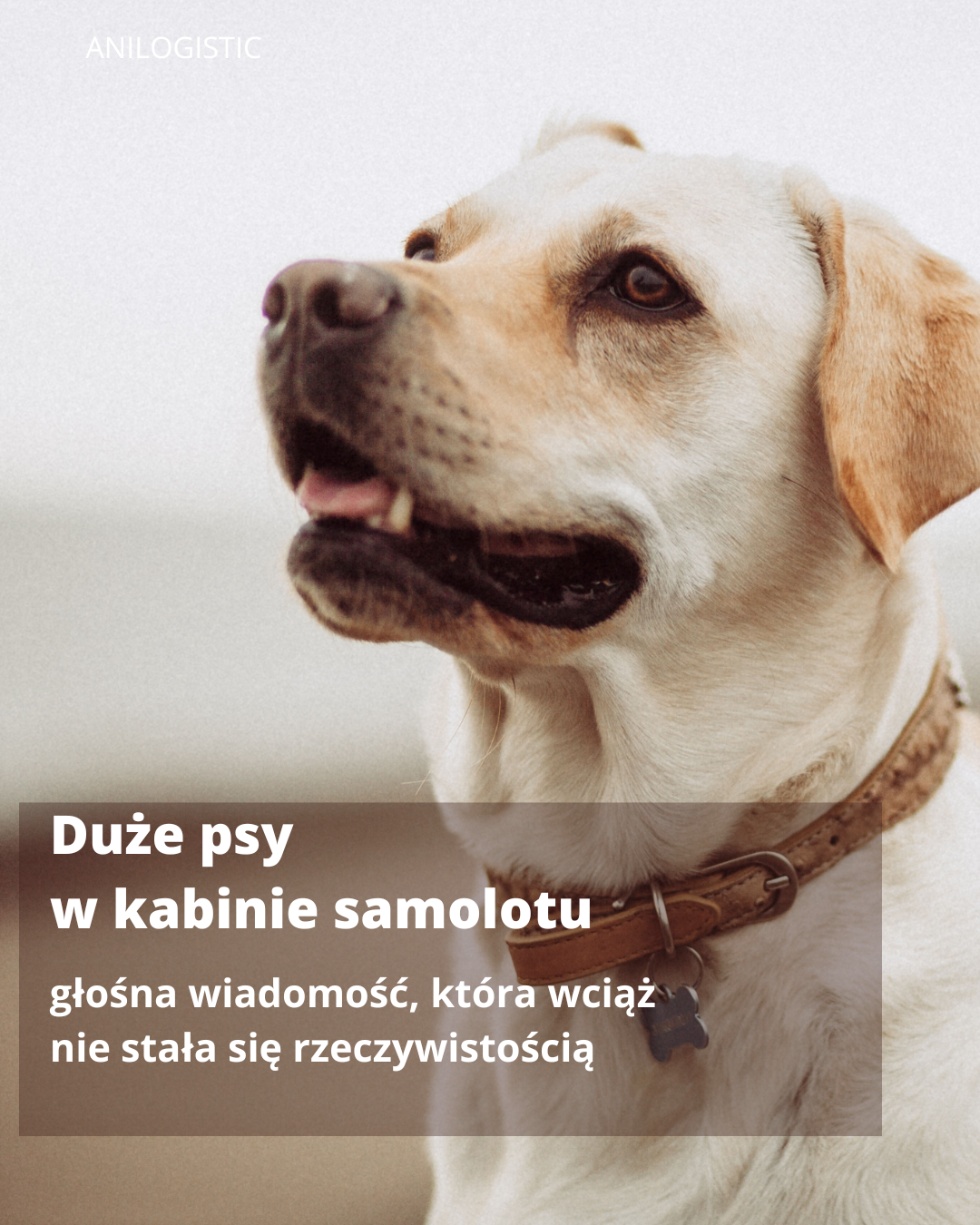 Duże psy w kabinie samolotu
