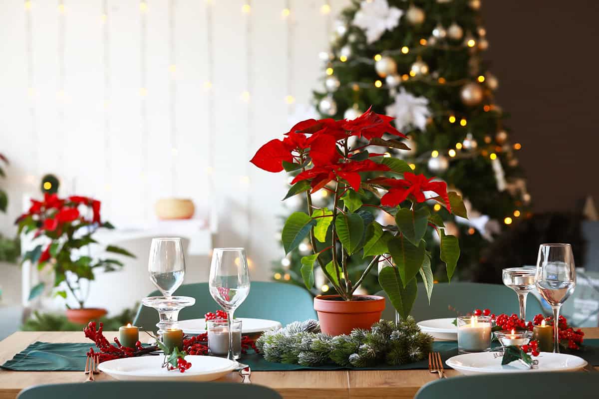 Столовая зона с пуансеттиями