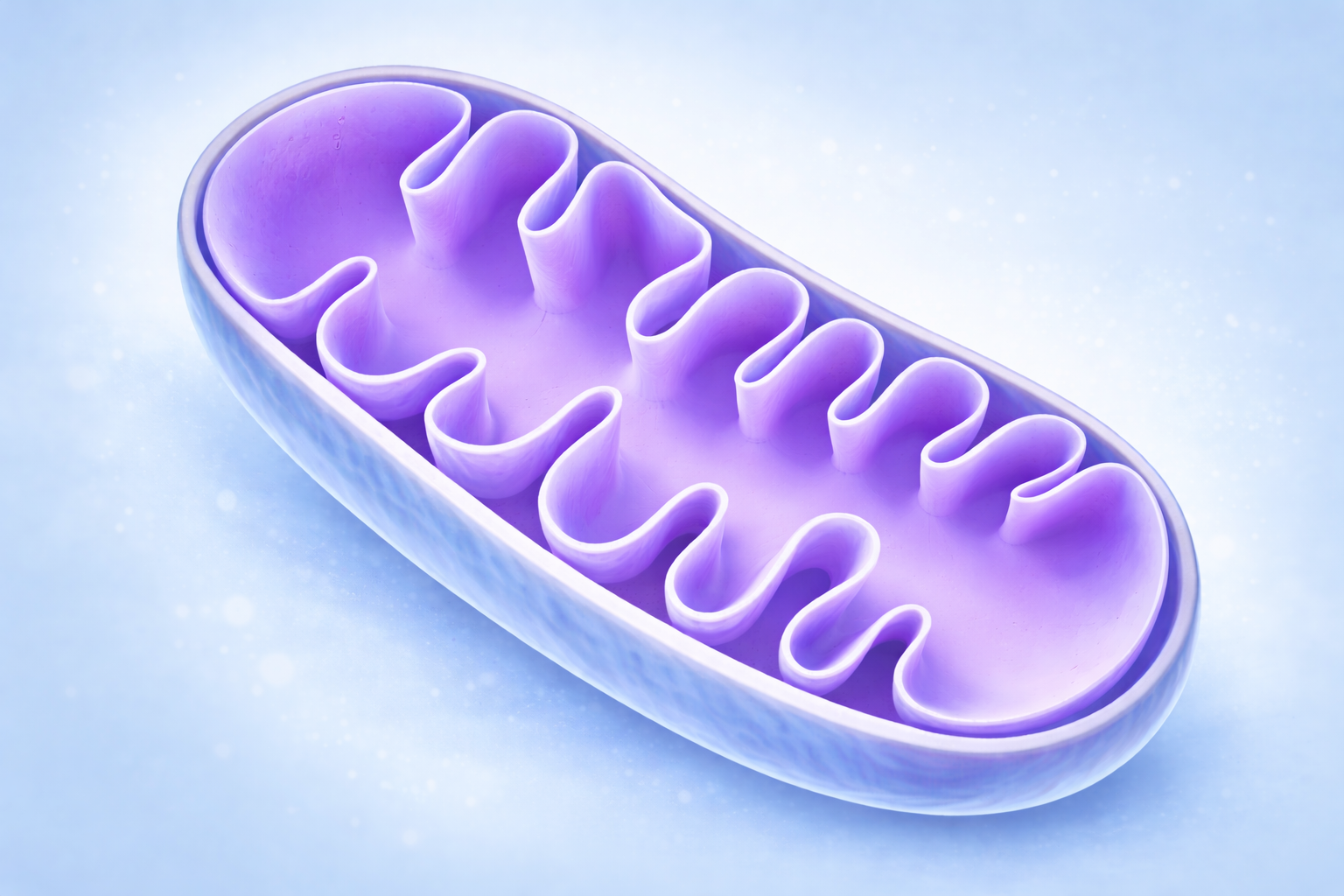 Внешний вид митохондрии в клетке