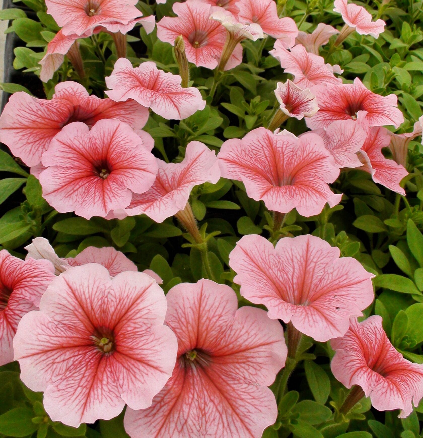 купить розовую петунию