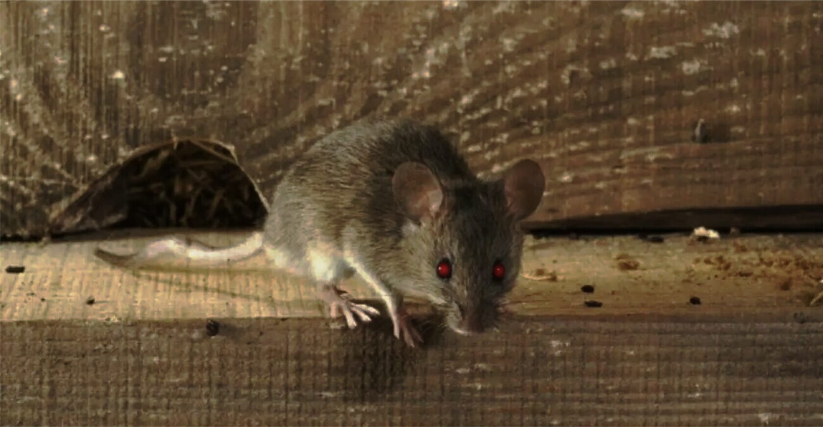 Крысы мыши полевки