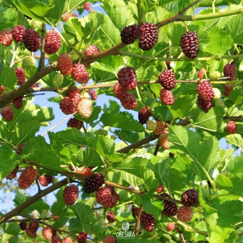 Шелковица фото дерева с ягодами