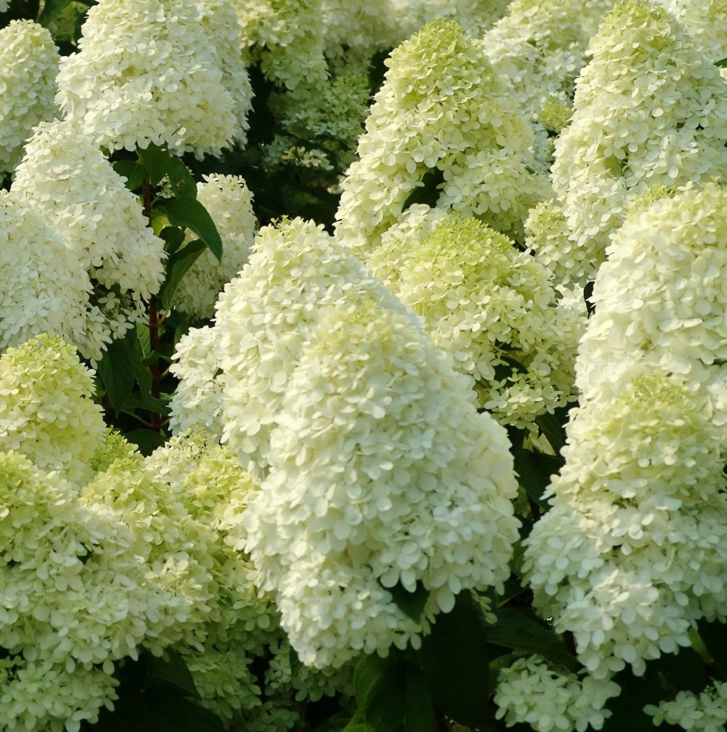 гортензия полярный медведь