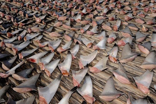 Вот так сушат спинные плавники акул, считающиеся дорогостоящим деликатесом. Их применяют уже около 2000 лет в народной медицине и кулинарии, в основном в Азии. Во многих странах это запрещено из-за жестокого отношения к акулам и морской фауне