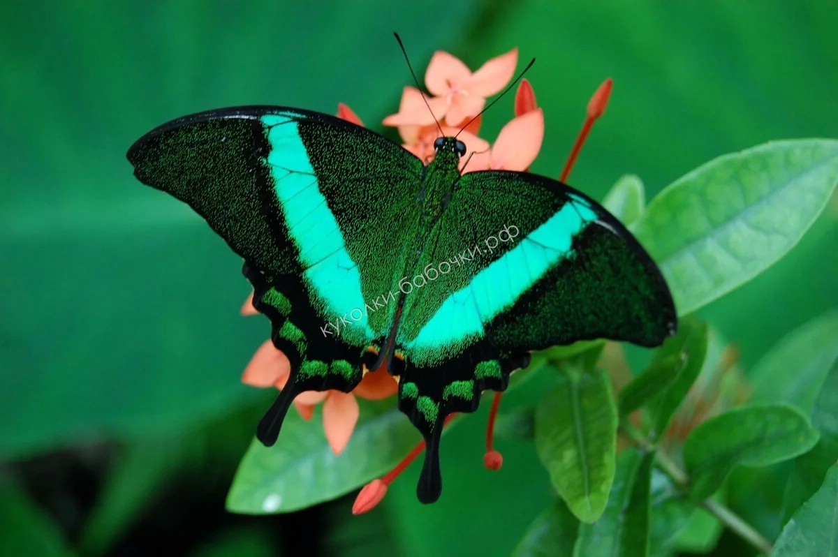 Papilio Palinurus бабочка Тропическая