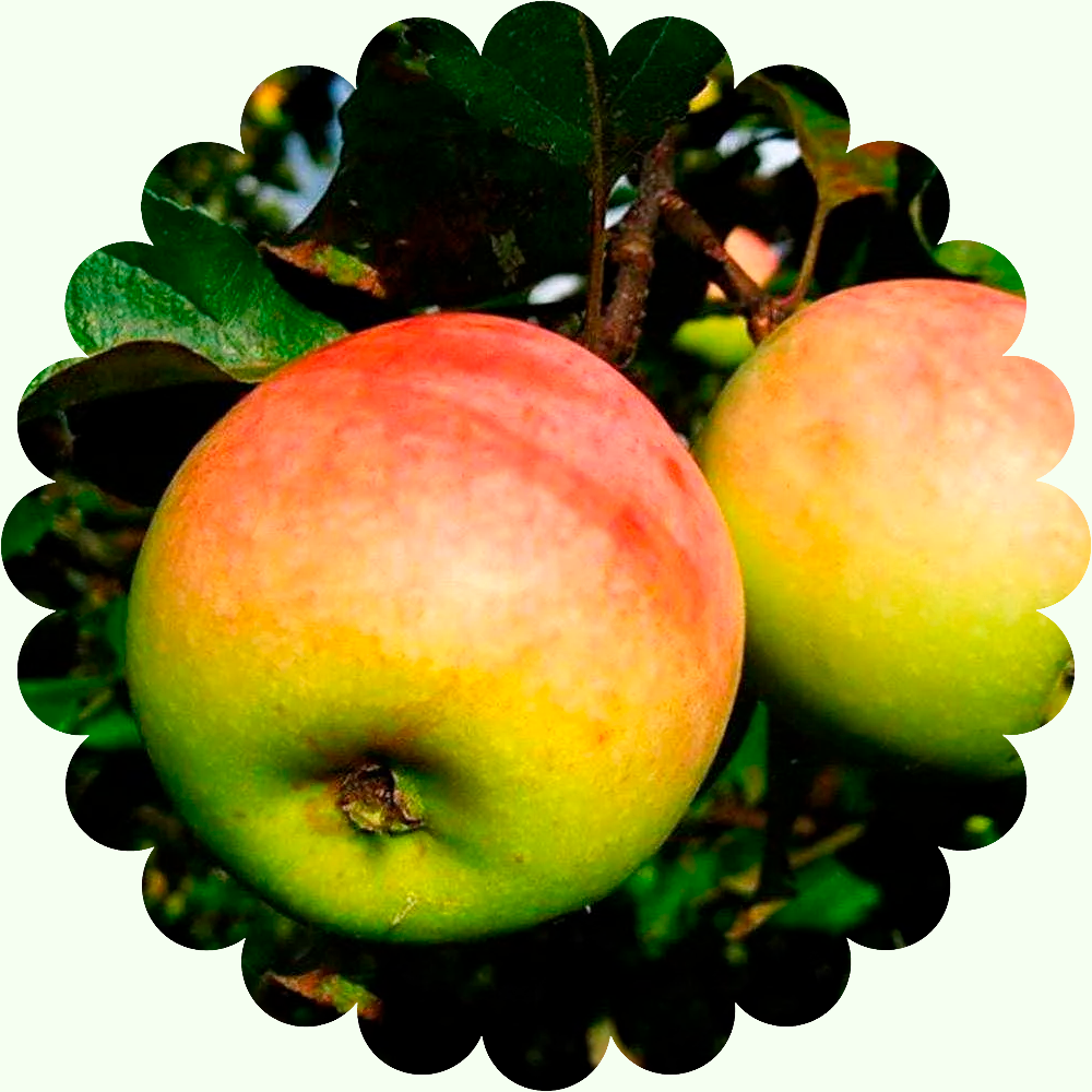 Яблоня Северный Синап