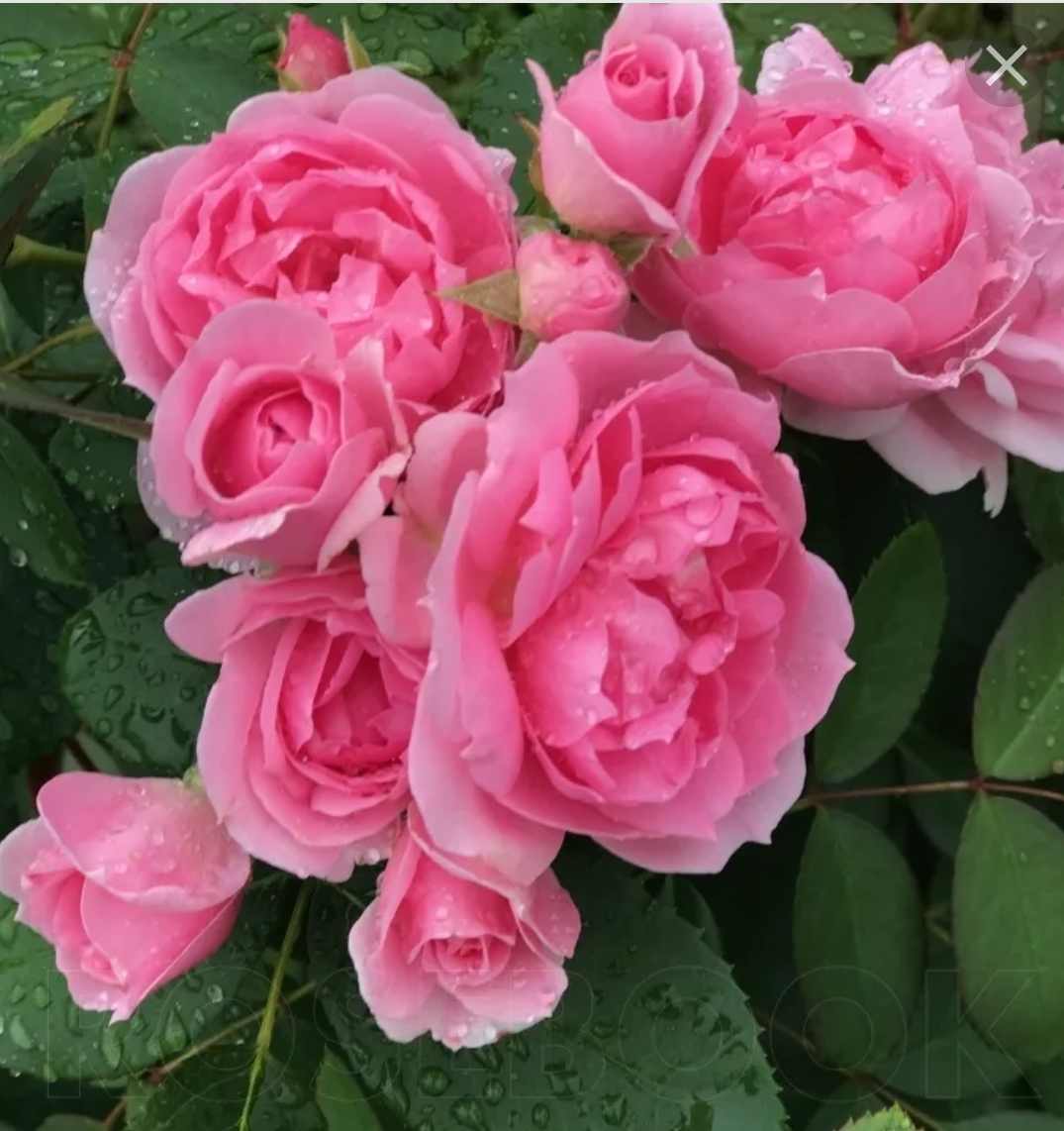 Прейри джой отзывы. Прейри джой отзывы. Прейри джой (prairie joy). Прейри джой отзывы. Прейри джой отзывы.