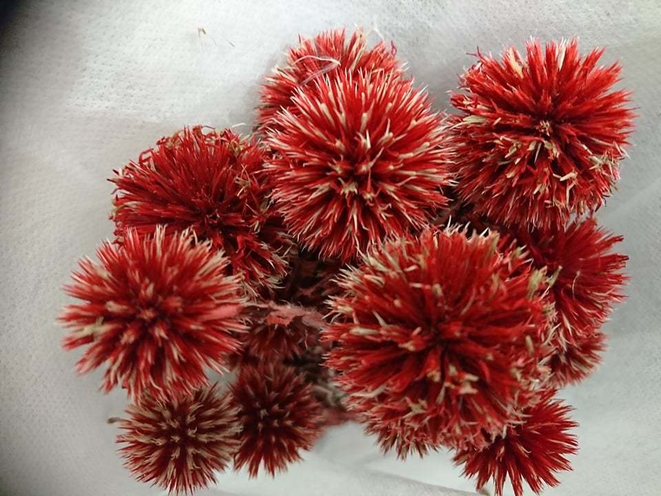 Мордовник сухоцвет