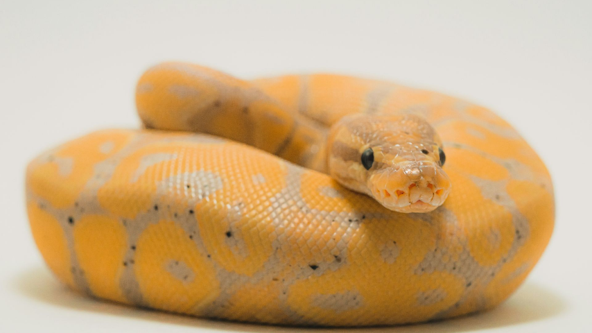 Офидиофобия: Страх змей