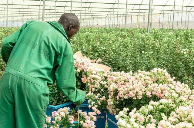 Цветы с плантации Karen Roses