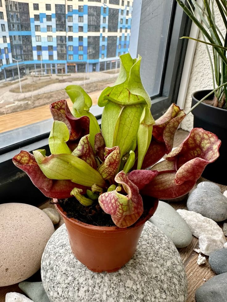 Green indoor plant in pot