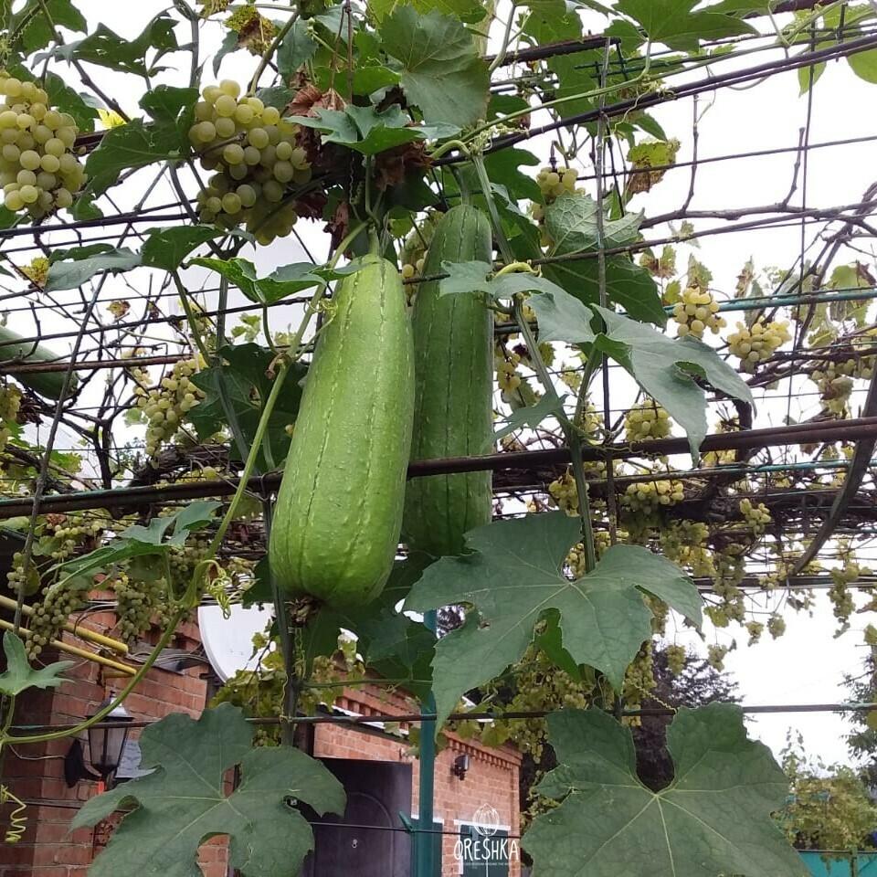 Seeds of sponge gourd (Luffa cylindrica) — 5 pcs