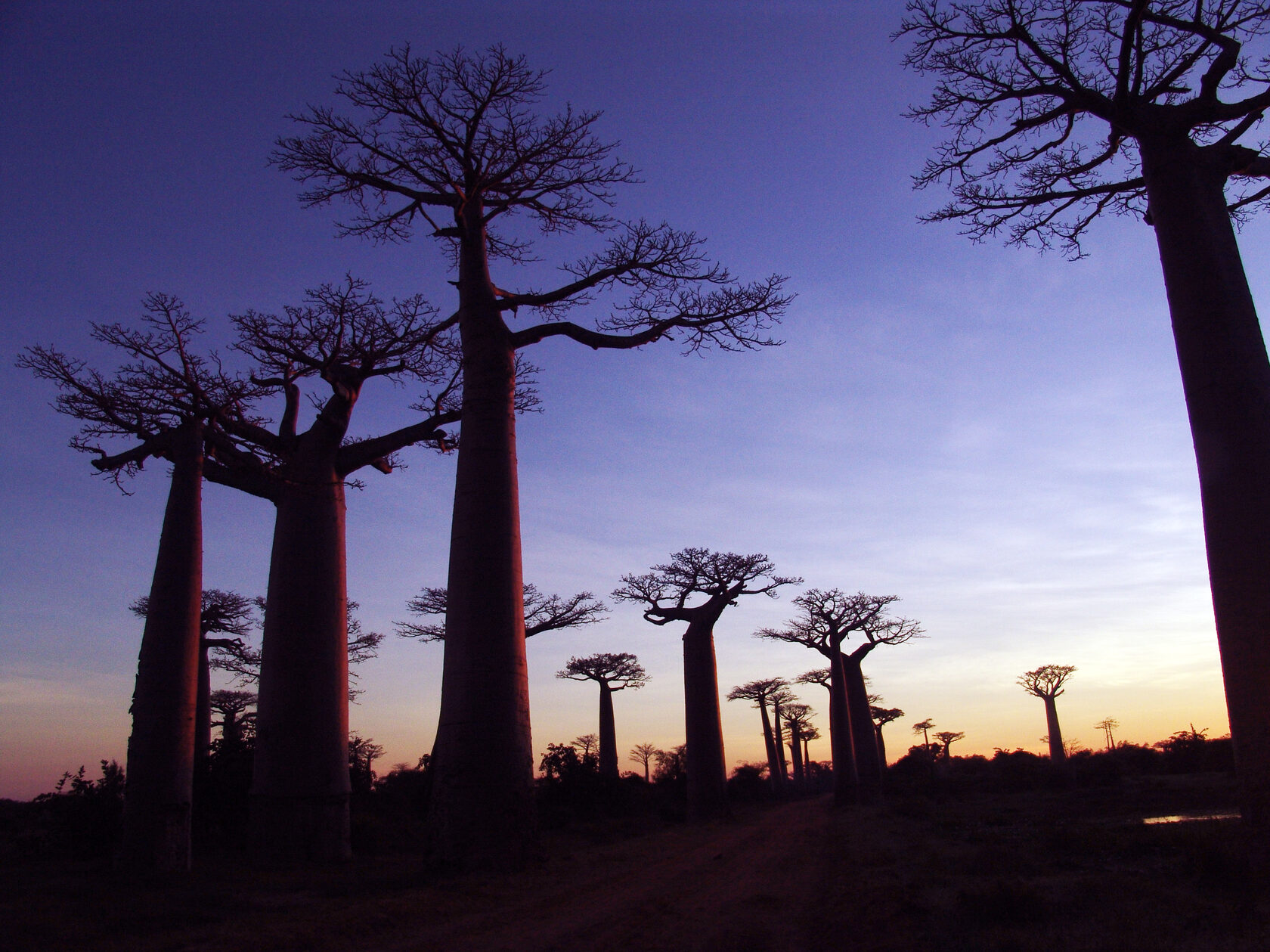 Экспедиции мадагаскар. Аллея баобабов Мадагаскар. Мадагаскар пейзажи. Мадагаскар деревья. Мадагаскар туризм.