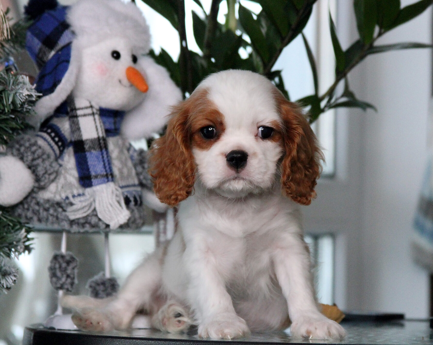 рыжий щеночек спаниеля