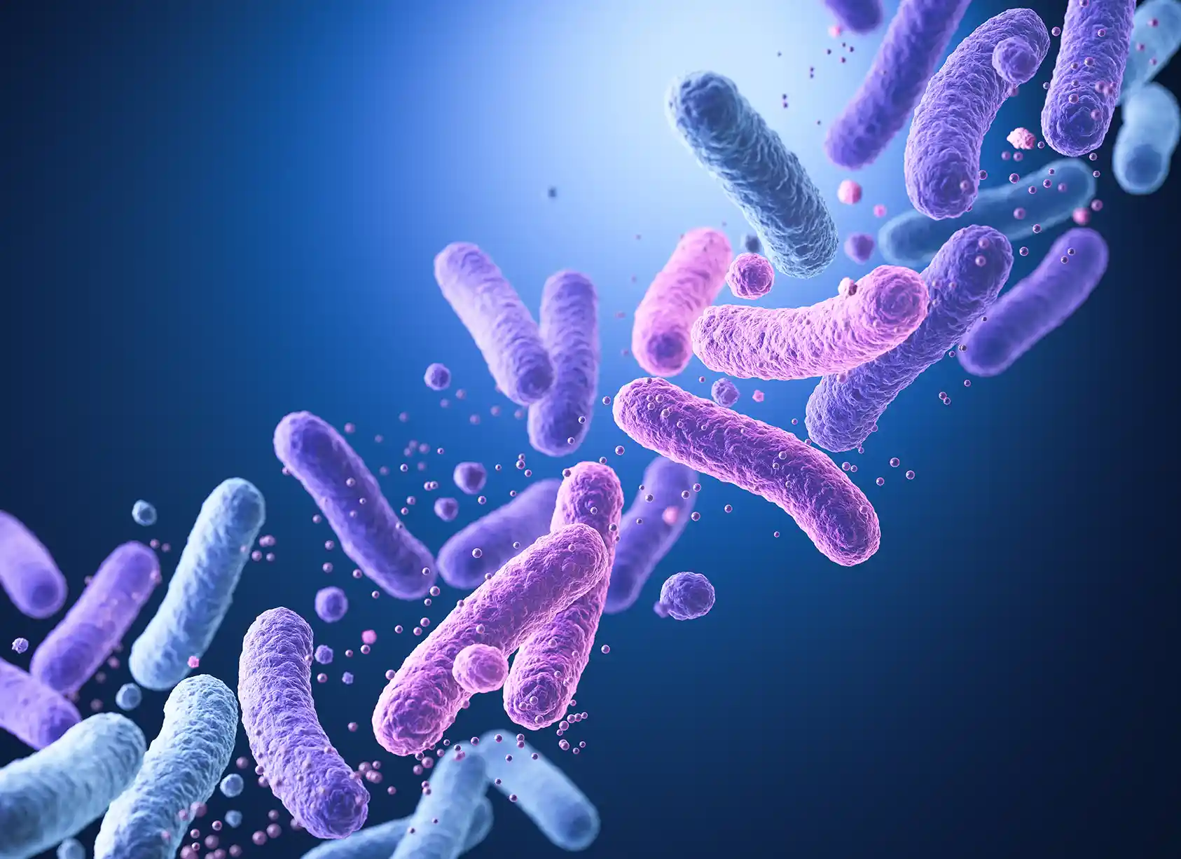 Lactobacillus casei