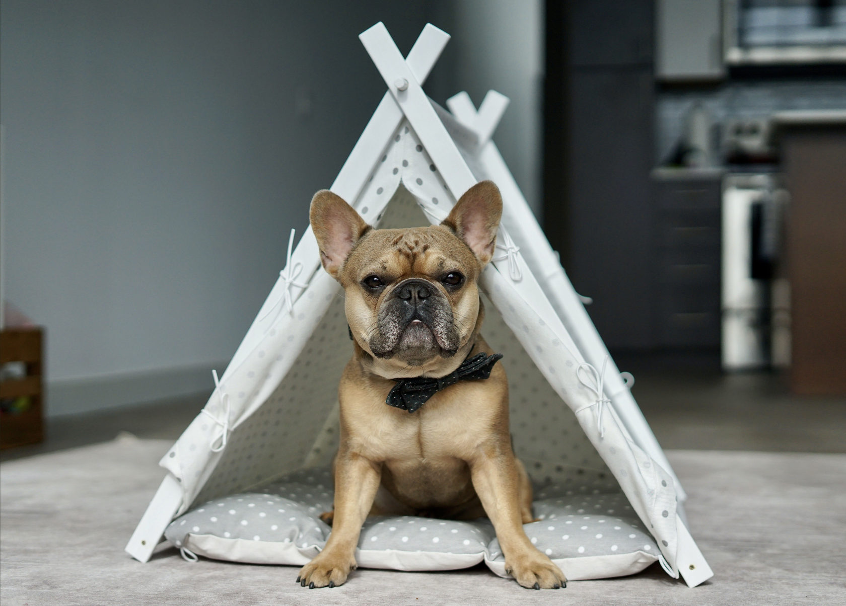 French Bulldog enjoying the Tee Pee lifestyle. Creative pet beds by DogAndTeepee.