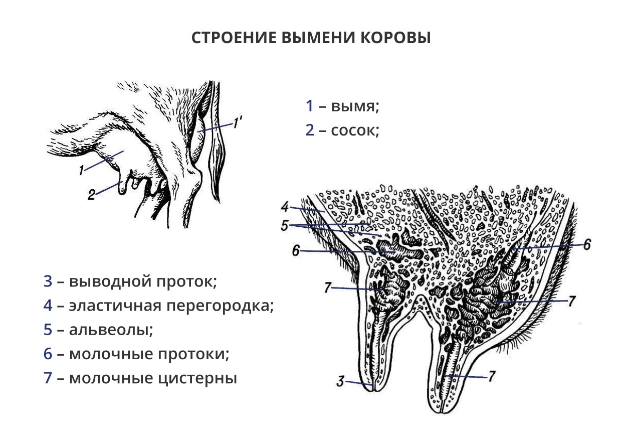 Строение вымени коровы