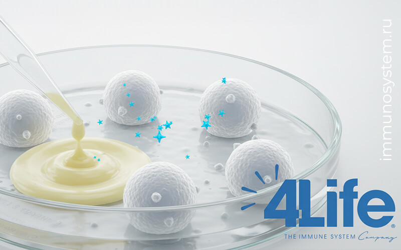 Инфографика: пошаговый путь иммунного теста молозива — клетки в чашке Петри, пипетка, логотип 4Lifer