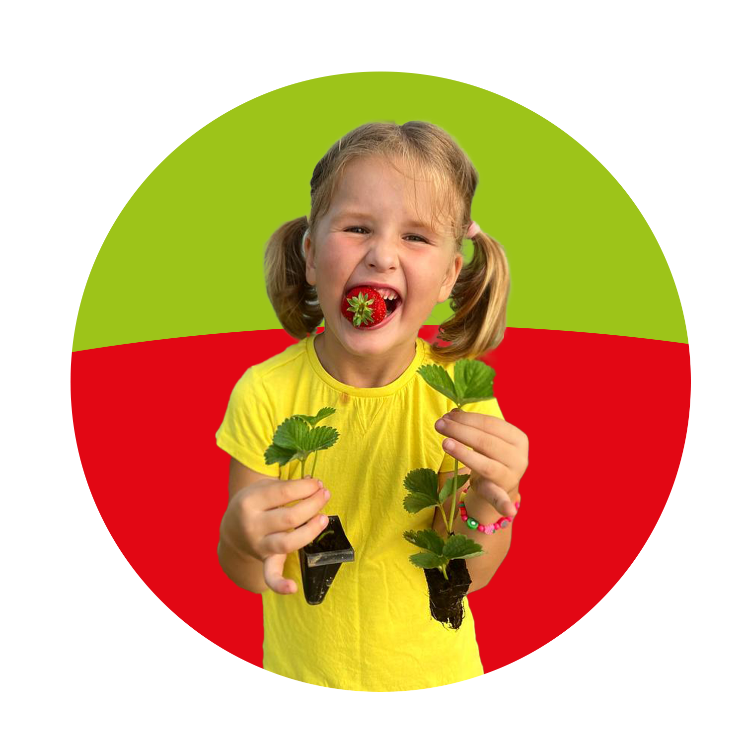 ЯГОДНАЯ ФЕРМА_рассада