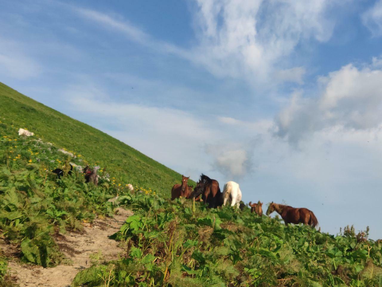альпийсике луга экскурсия