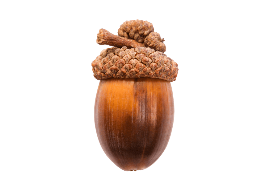 acorn