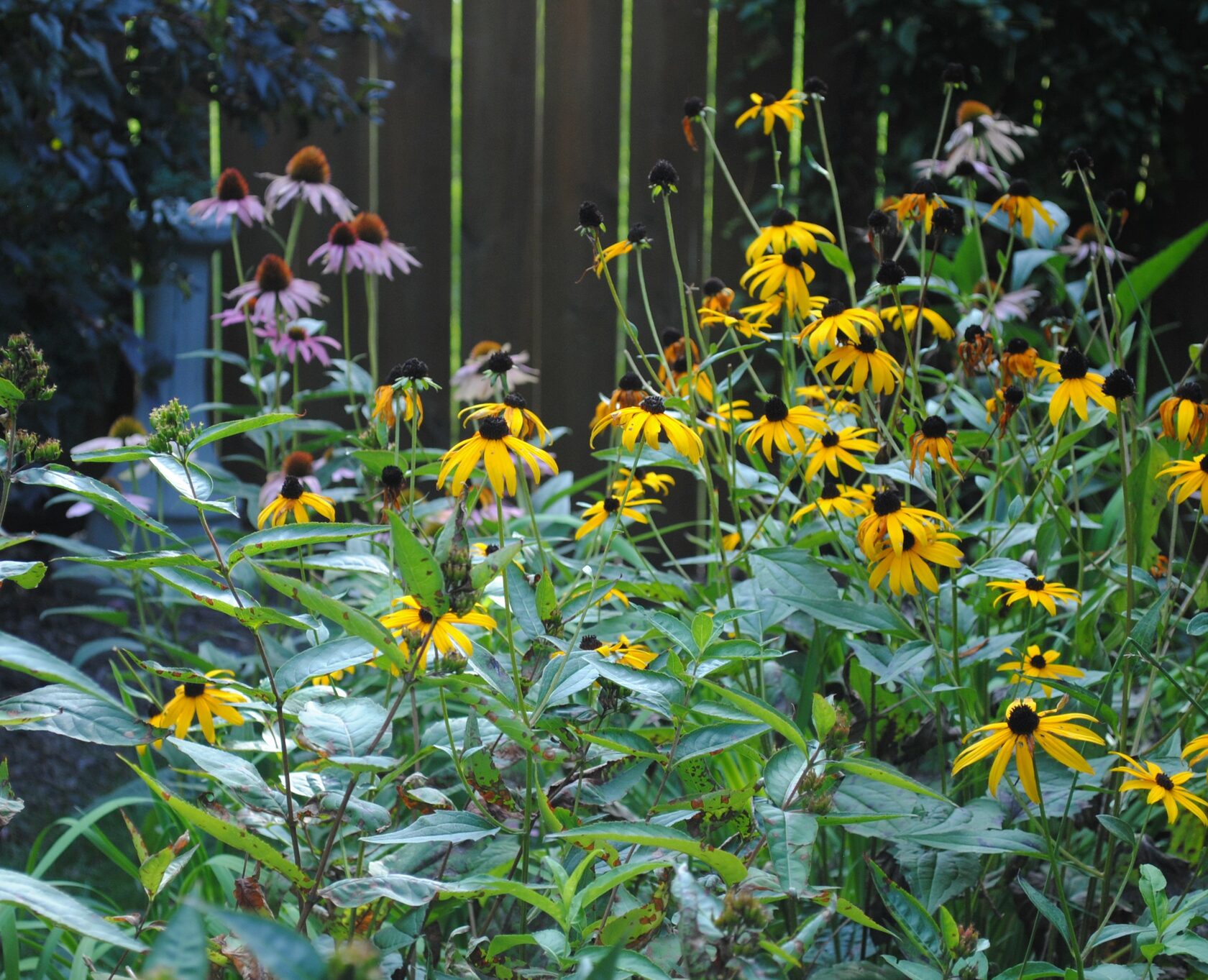 A variety of flowers and plants in the foreground, and a wooden fence out of focus in the background.