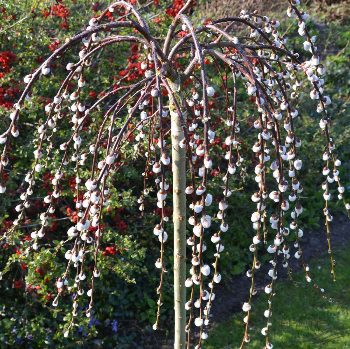 Декоративное дерево в современном декоре 20 фото - уральские-газоны.рф