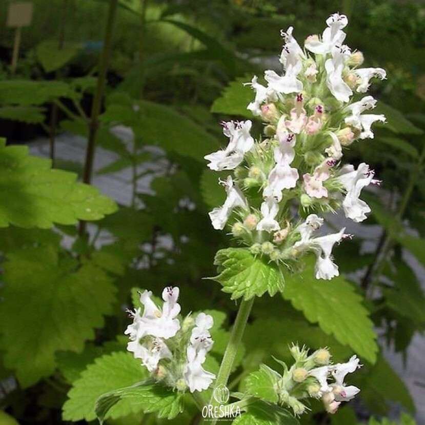 Seeds of catnip (Nepeta cataria) — 20 pcs