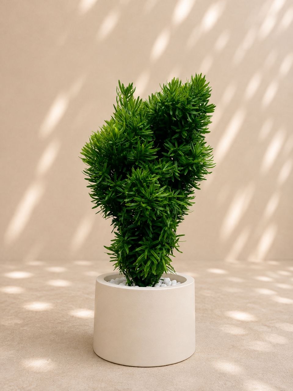 Taxus David