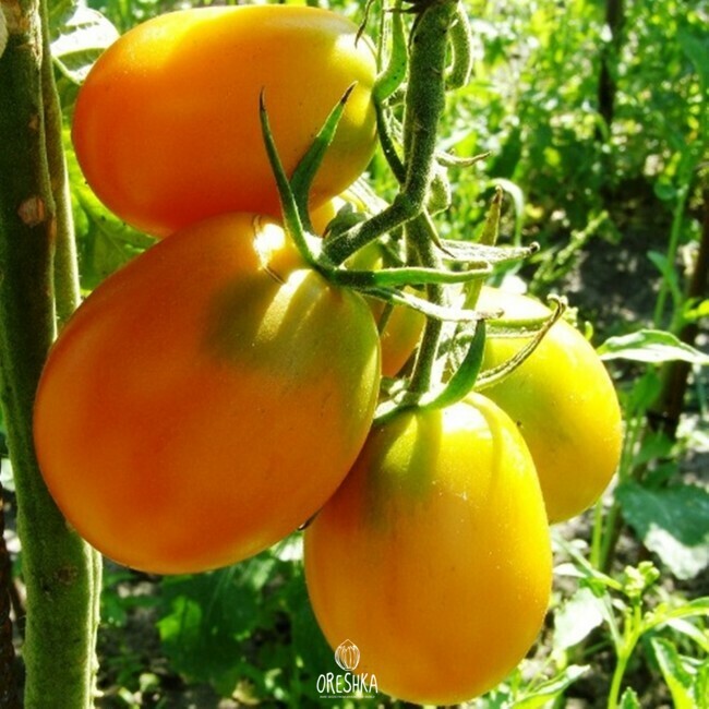 Seeds of Yellow tomato de barao (solanum lycopersicum)