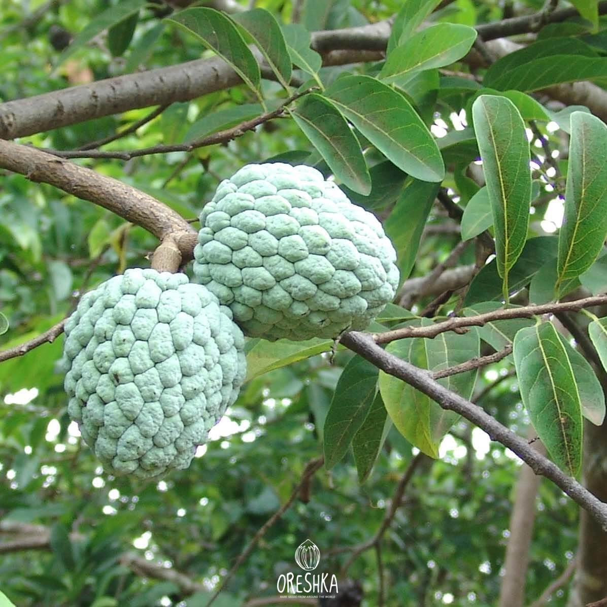 Annona squamosa fruit cross section white creamy pulp seeds