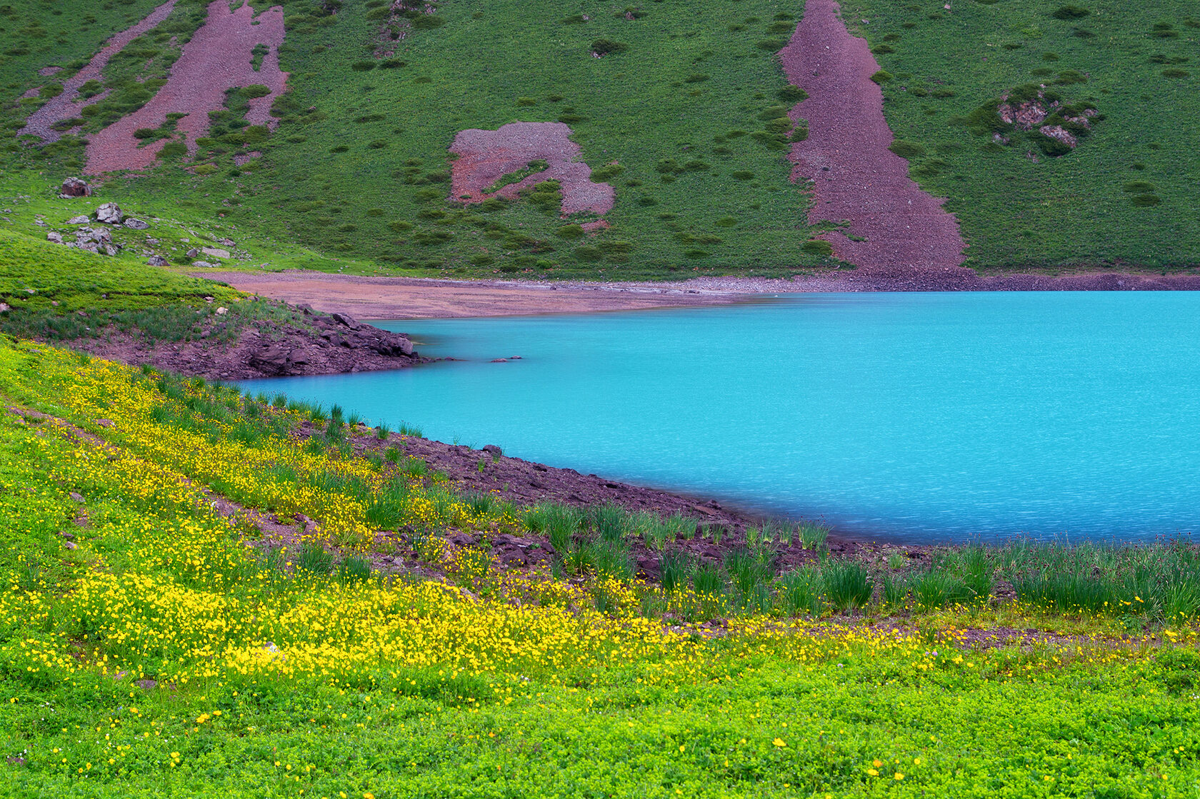 Озерк. Растительность Иссык куля. Кыргызстан самые красивые места. Иссык Куль горы цветы травы.