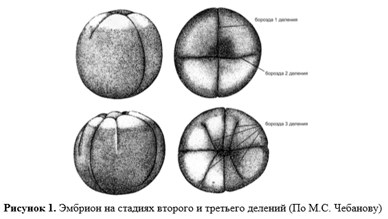 эмбрион на стадиях второго и третьего деления