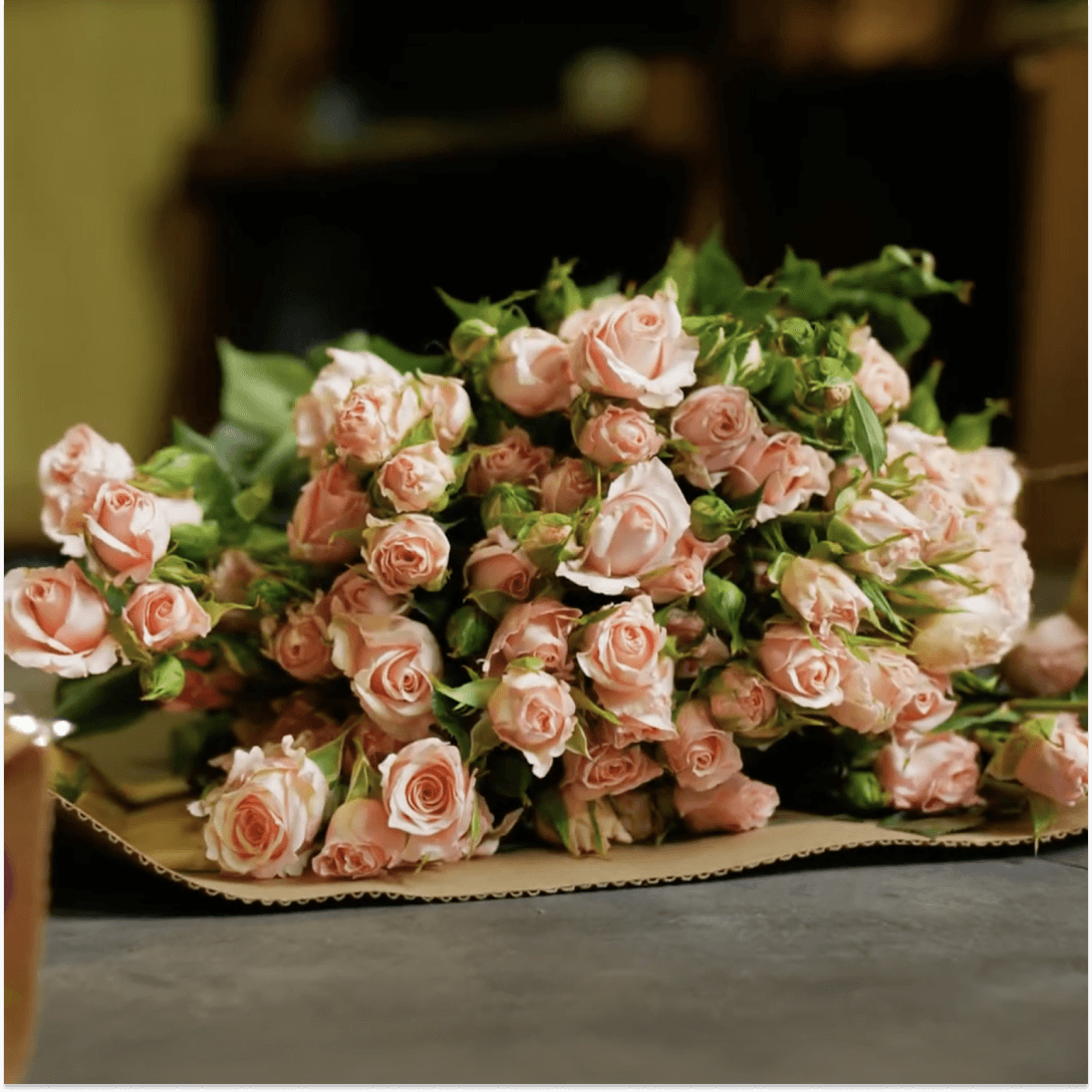 Subatti Roses Кустовые розы сорта Shelby от плантации Subati