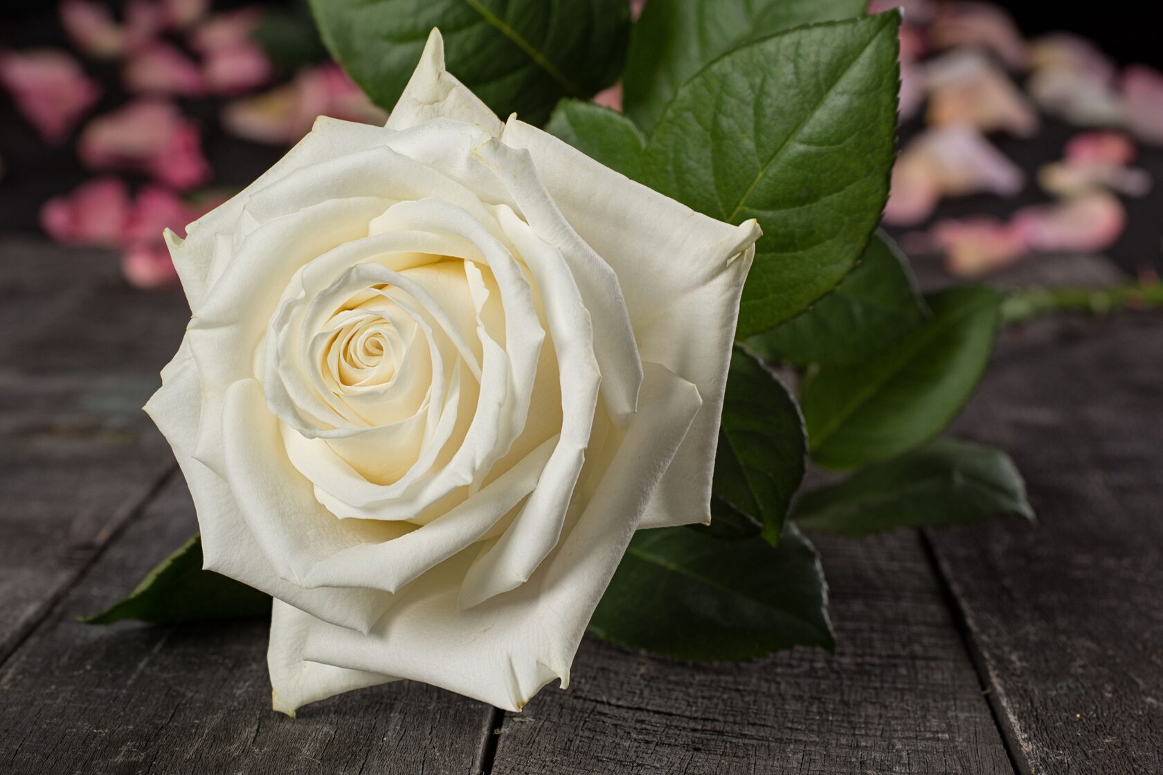 Бутоны розы Playa Blanka имеют белый цвет с нежным светло-бежевым подтоном.