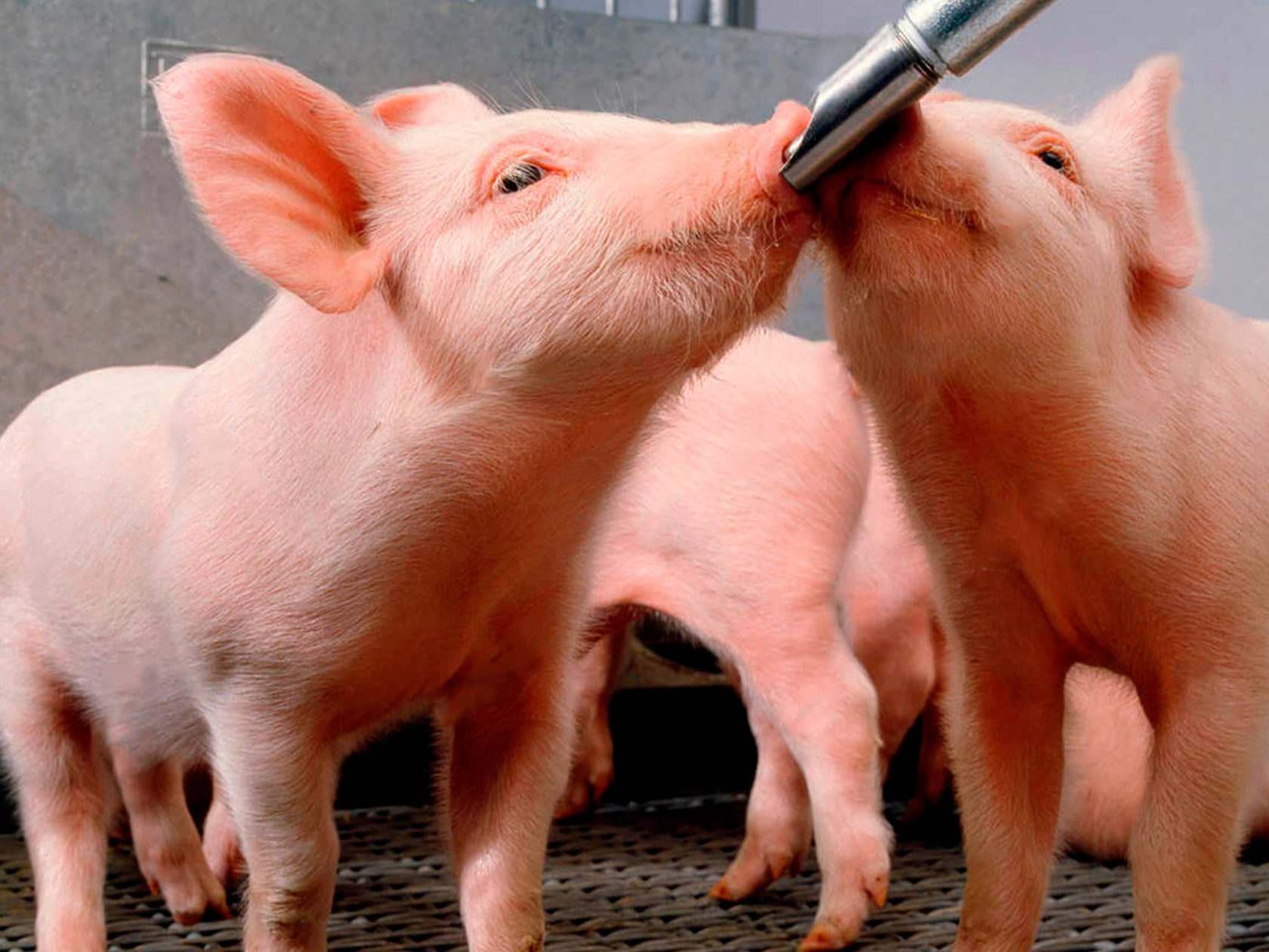 Зачем поросятам дают красный кирпич